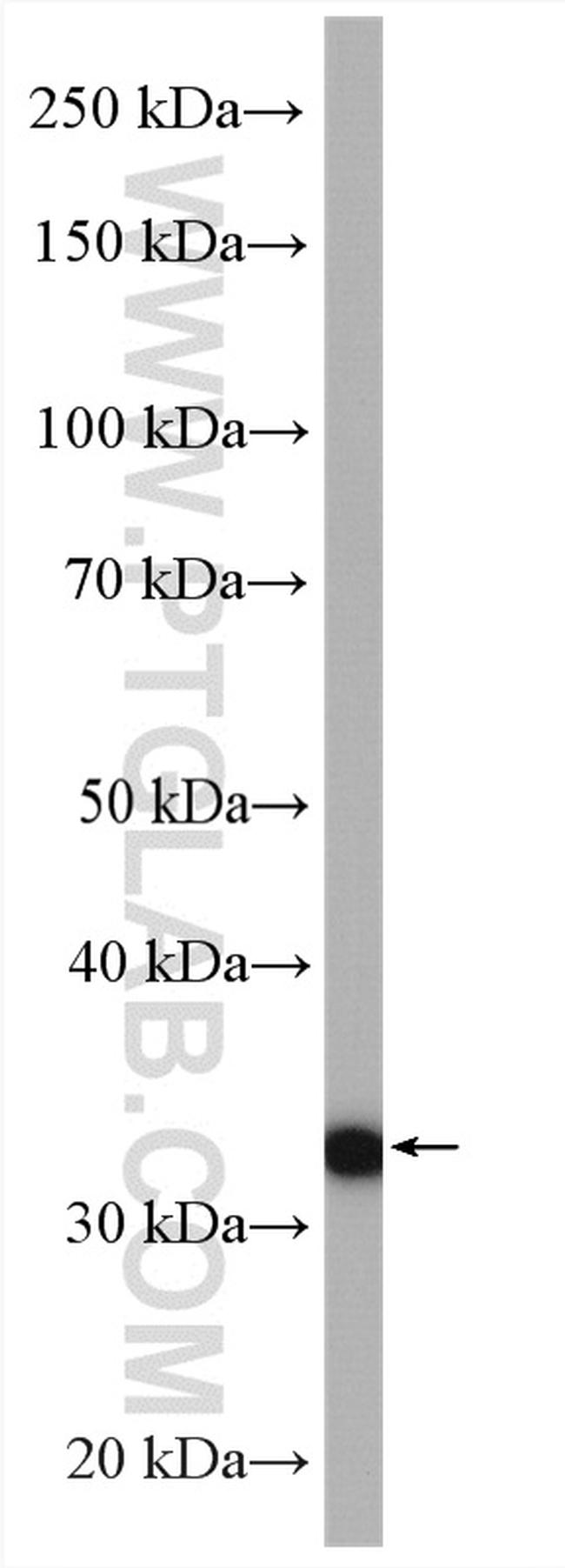 LDHC Antibody in Western Blot (WB)