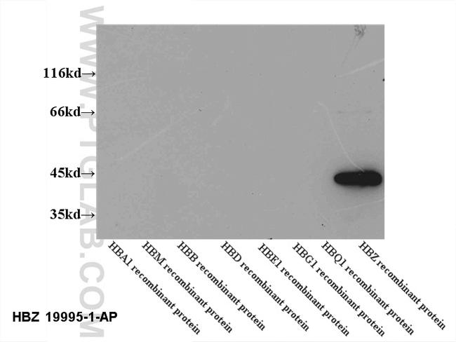 HBZ Antibody in Western Blot (WB)