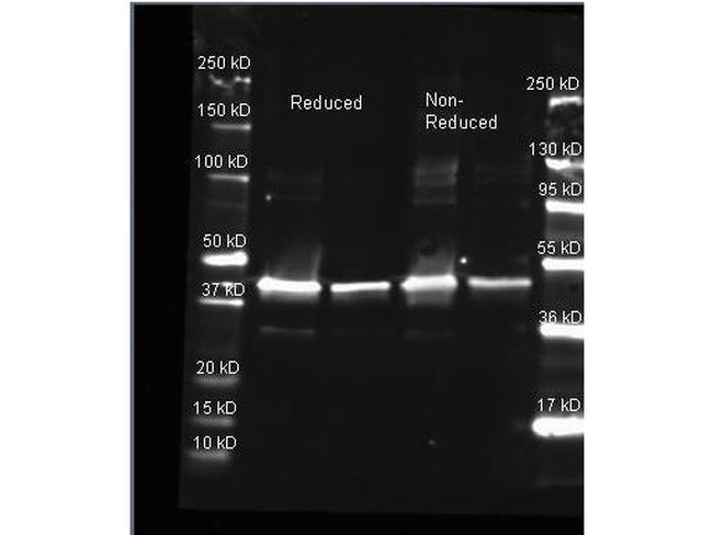 Sarcosine Oxidase Antibody in Western Blot (WB)