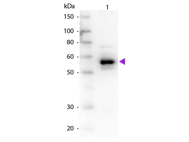 alpha-1-Anti-Trypsin Antibody in Western Blot (WB)