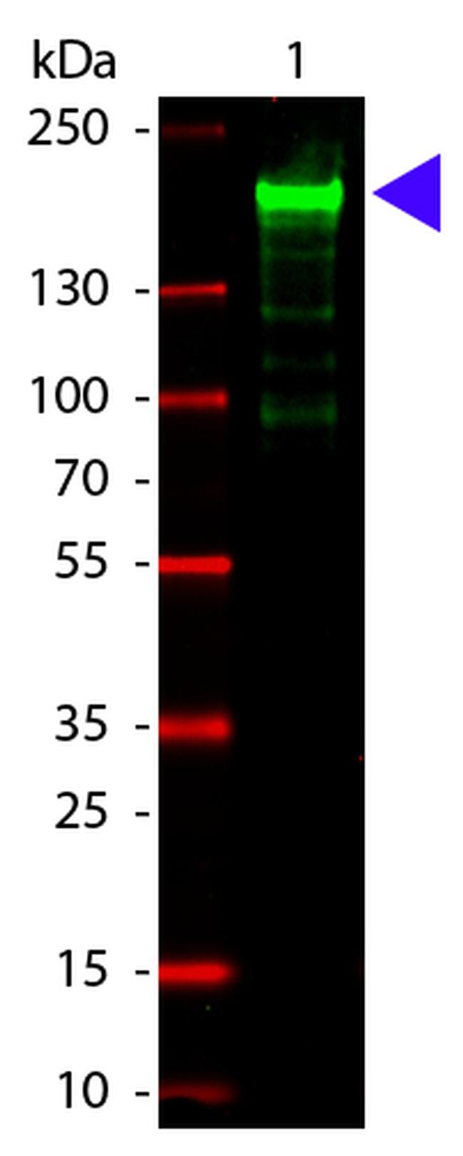 alpha-2-Macroglobulin Antibody in Western Blot (WB)