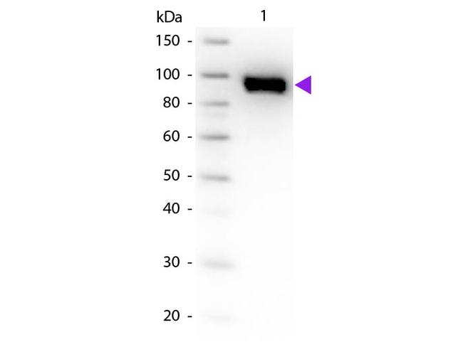 Plasminogen Antibody in Western Blot (WB)