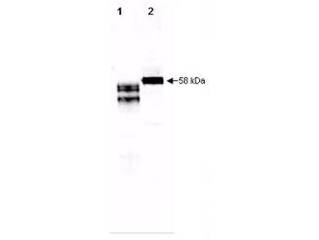 Fetuin Antibody in Western Blot (WB)