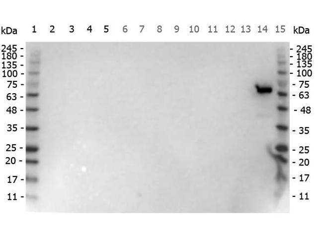 Luciferase Antibody in Western Blot (WB)