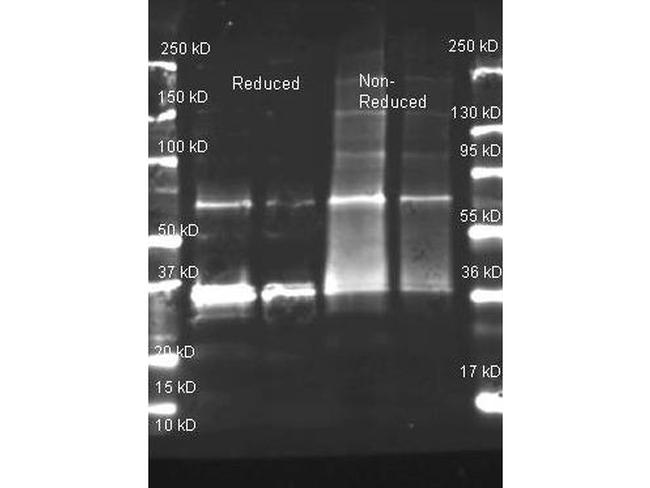 Uricase Antibody in Western Blot (WB)