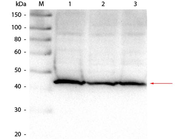 Aldolase Antibody in Western Blot (WB)