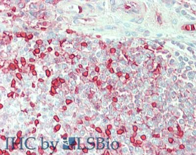 Carbonic Anhydrase I Antibody in Immunohistochemistry (Paraffin) (IHC (P))