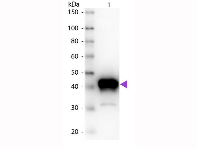 Pepsin Antibody in Western Blot (WB)