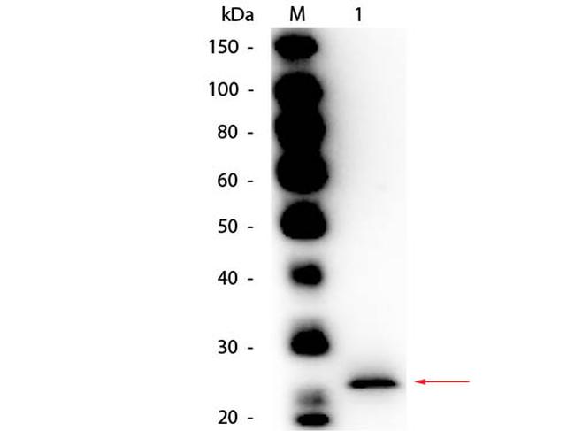 Papain Antibody in Western Blot (WB)