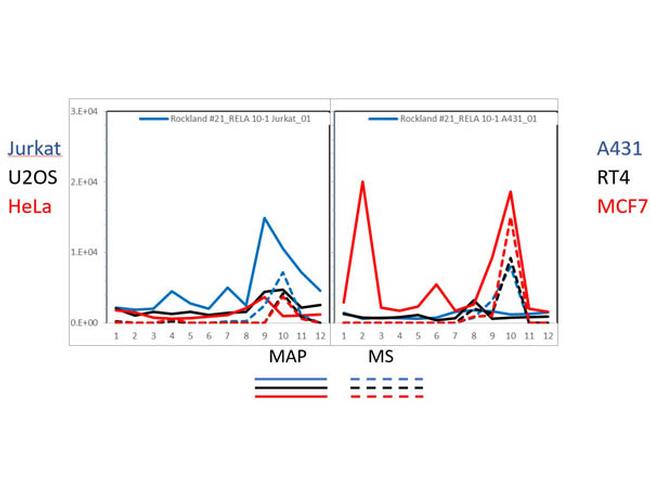 NFkB p65 Antibody