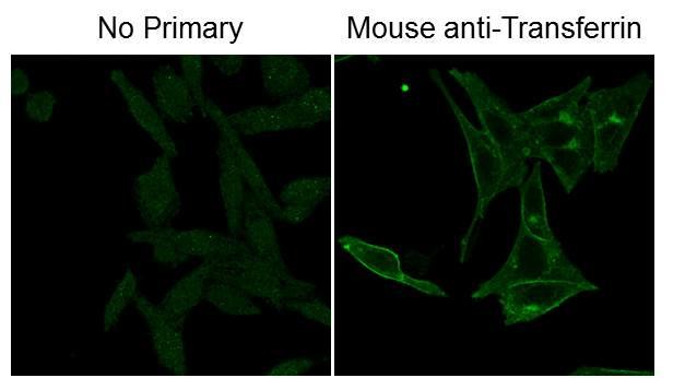 Fluorescein (FITC) Antibody in Immunocytochemistry (ICC/IF)