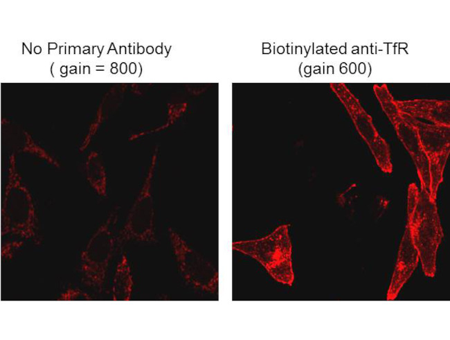 Biotin Antibody in Immunocytochemistry (ICC/IF)