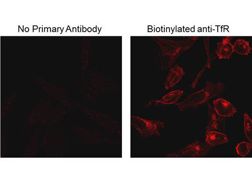 Biotin Antibody in Immunocytochemistry (ICC/IF)