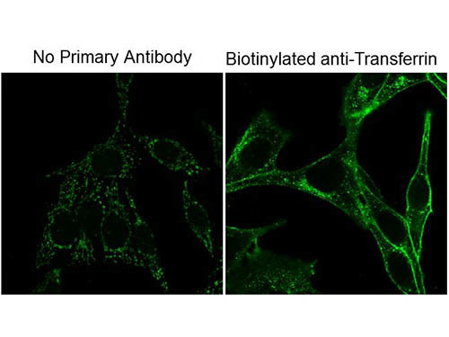 Biotin Antibody in Immunocytochemistry (ICC/IF)