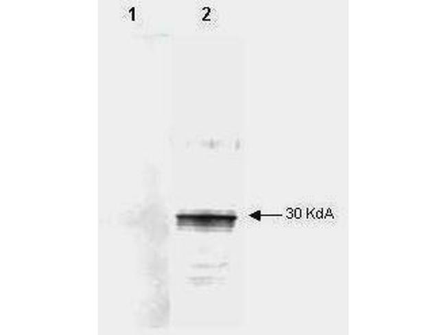 LEFTY A Antibody in Western Blot (WB)