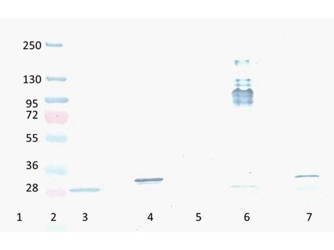 RFP Antibody in Western Blot (WB)