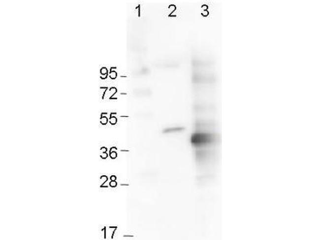 6X His Epitope Tag Antibody in Western Blot (WB)
