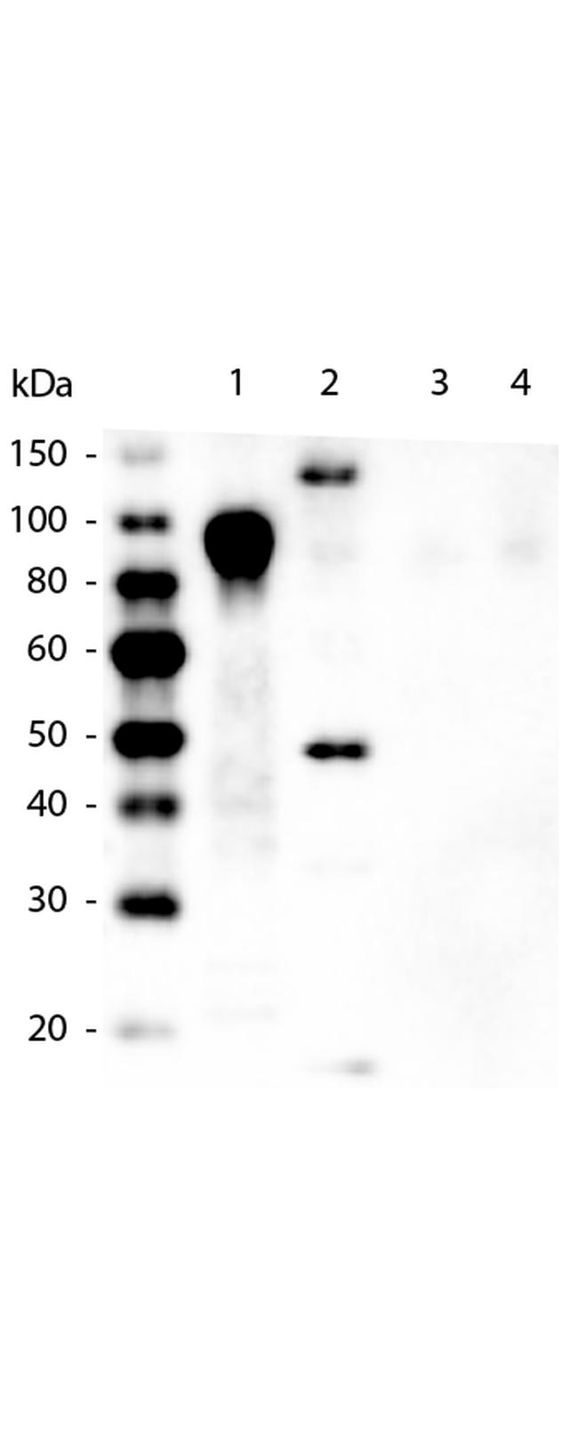 6X His Epitope Tag Antibody in Western Blot (WB)