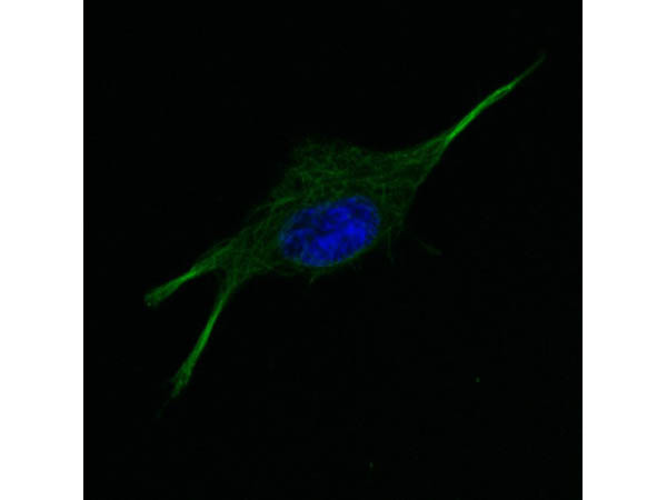 alpha-Tubulin Antibody in Immunocytochemistry (ICC/IF)