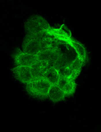 alpha-Tubulin Antibody in Immunocytochemistry (ICC/IF)