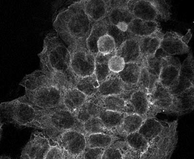 alpha-Tubulin Antibody in Immunocytochemistry (ICC/IF)