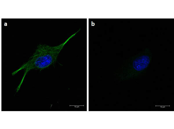 alpha-Tubulin Antibody in Immunocytochemistry (ICC/IF)