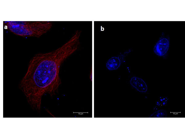 alpha-Tubulin Antibody in Immunocytochemistry (ICC/IF)