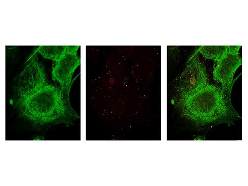 alpha-Tubulin Antibody in Immunocytochemistry (ICC/IF)