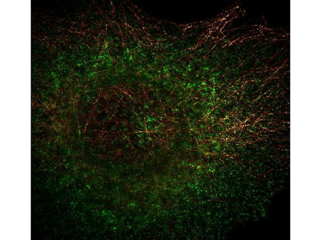 alpha-Tubulin Antibody in Immunocytochemistry (ICC/IF)