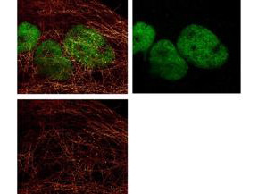 alpha-Tubulin Antibody in Immunocytochemistry (ICC/IF)