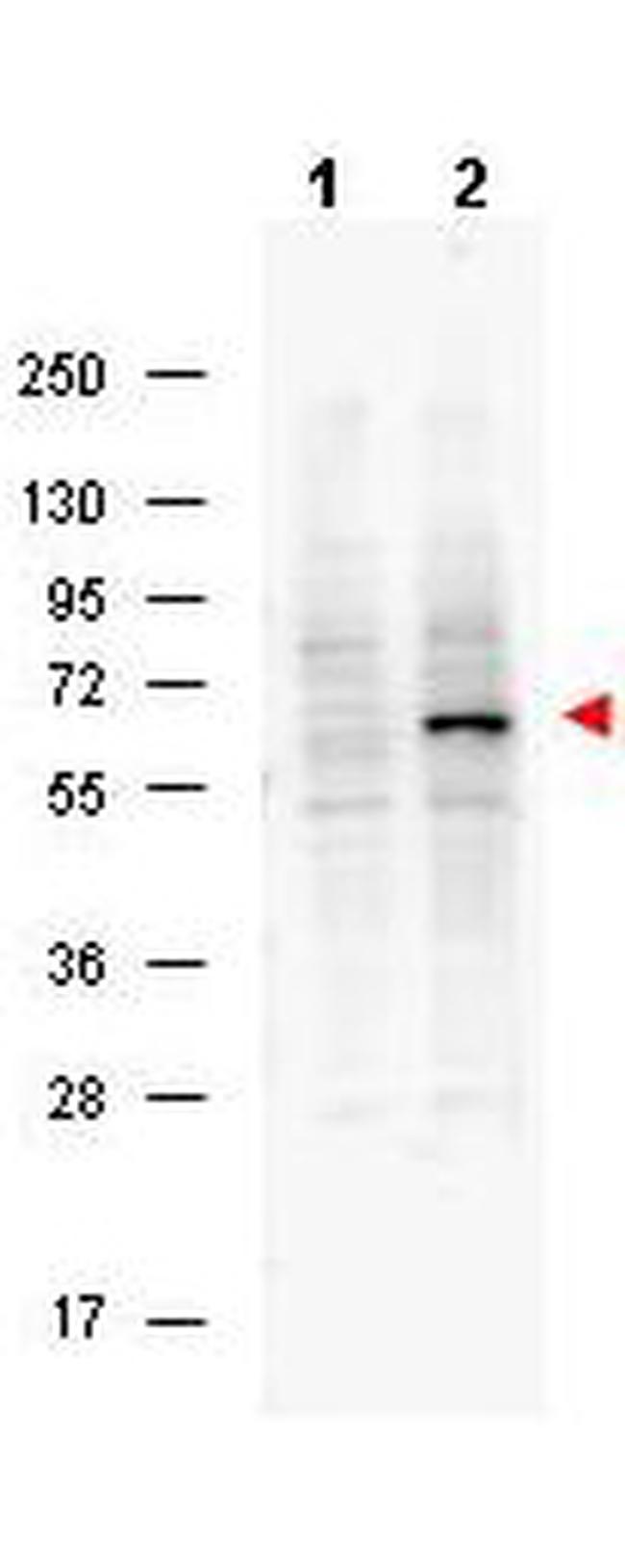 Phospho-Pdcd4 (Ser457) Antibody in Western Blot (WB)