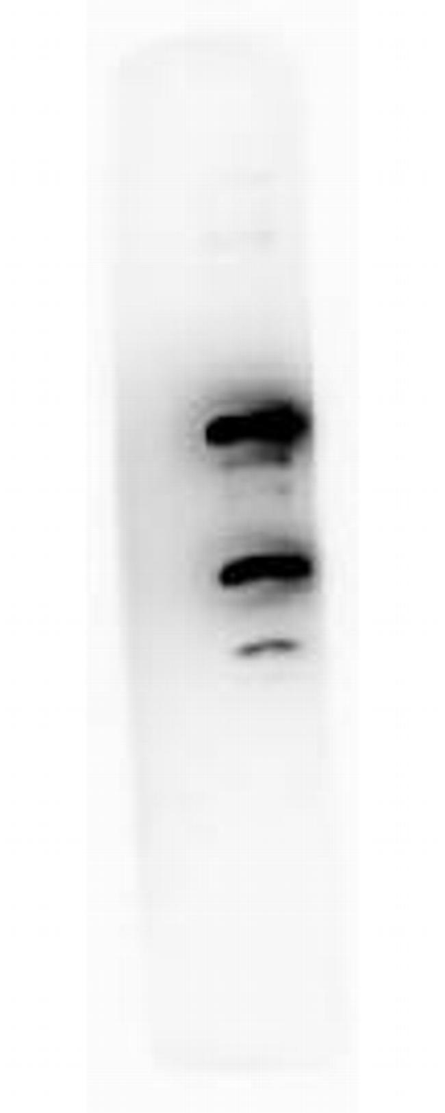 Phospho-Pdcd4 (Ser457) Antibody in Western Blot (WB)