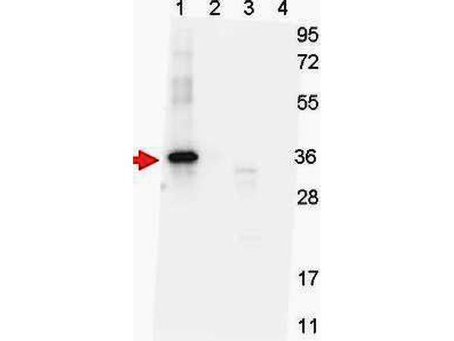 NAG-1 H Variant Antibody in Western Blot (WB)