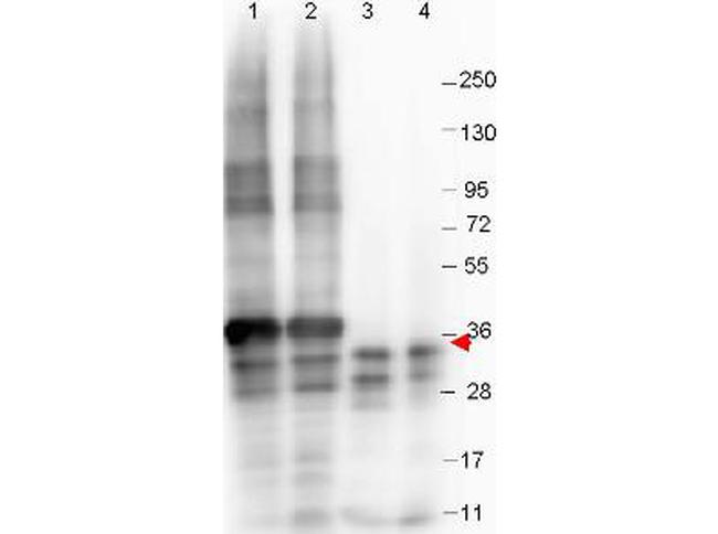 NAG-1 Antibody in Western Blot (WB)