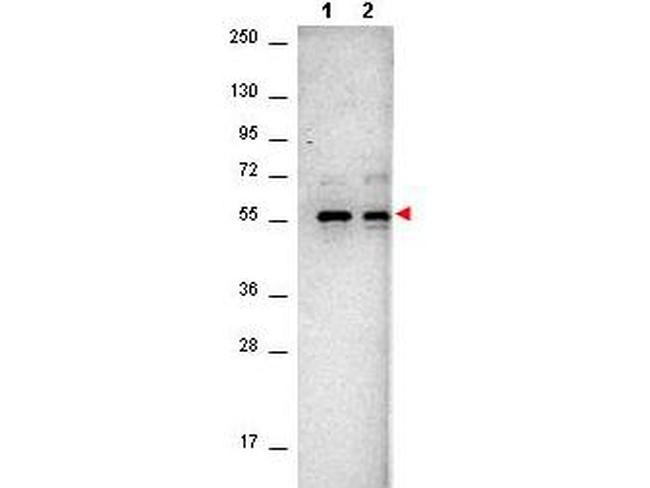 AKT Antibody in Western Blot (WB)