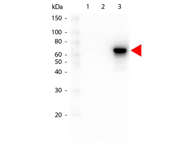 AKT3 Antibody in Western Blot (WB)