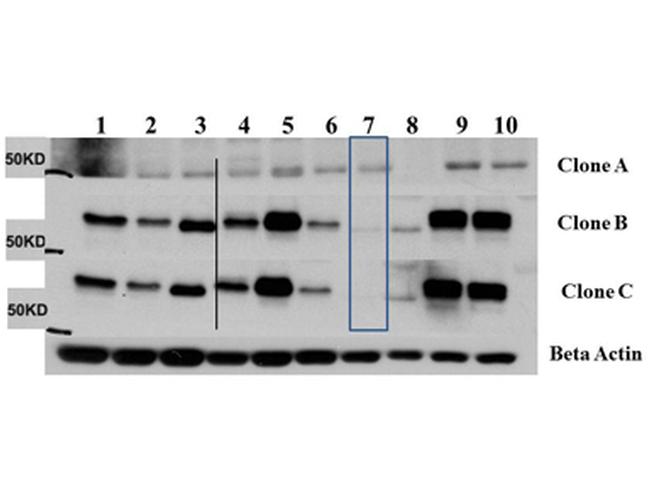 AKT3 Antibody in Western Blot (WB)