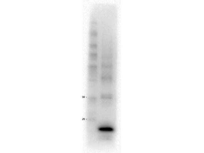 Procalcitonin Antibody in Western Blot (WB)