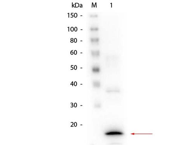 Procalcitonin Antibody in Western Blot (WB)