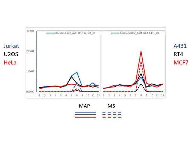 AKT1 Antibody