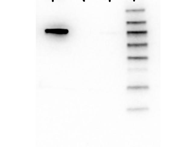 AKT1 Antibody in Western Blot (WB)