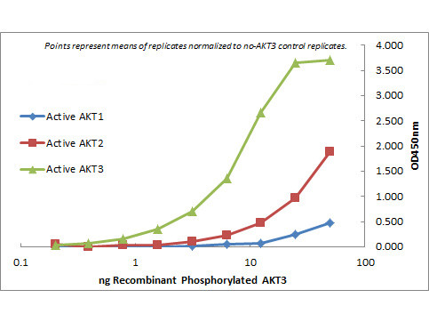 AKT3 Antibody in ELISA (ELISA)