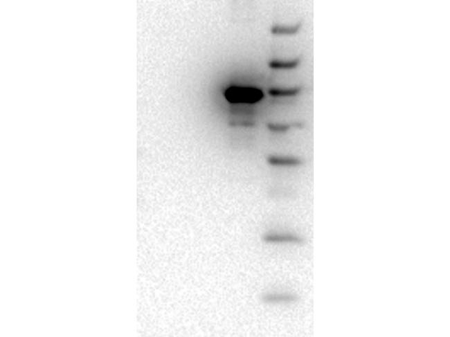 AKT3 Antibody in Western Blot (WB)