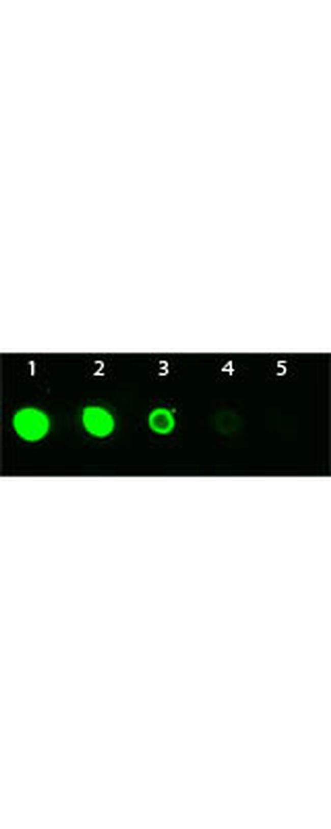 AKT3 Antibody in Dot Blot (DB)