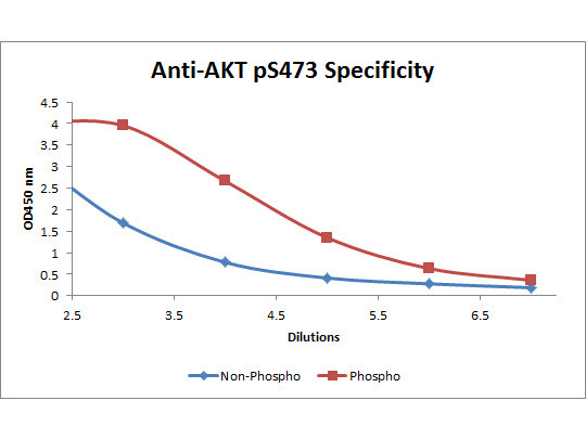 Phospho-AKT (Ser473) Antibody in ELISA (ELISA)