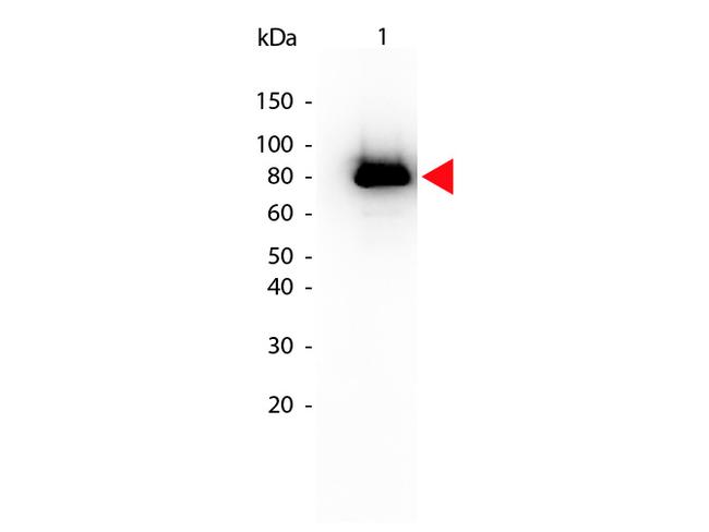 Phospho-AKT (Ser473) Antibody in Western Blot (WB)