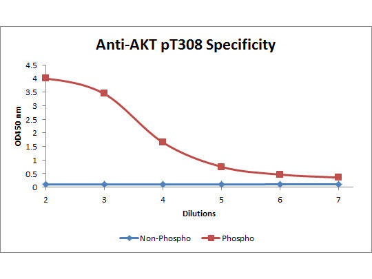 Phospho-AKT (Thr308) Antibody in ELISA (ELISA)