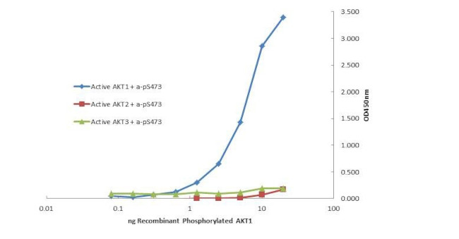 AKT1 Antibody in ELISA (ELISA)