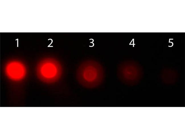 AKT1 Antibody in Dot Blot (DB)