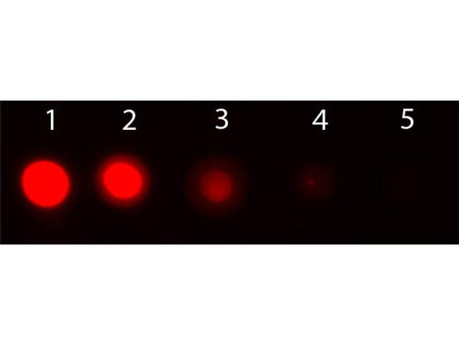 AKT1 Antibody in Dot Blot (DB)